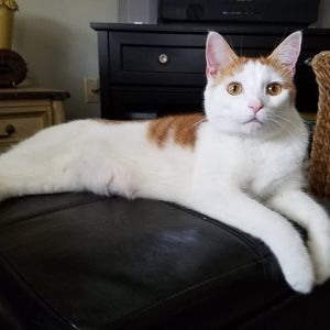 Meet your Posher, Donna